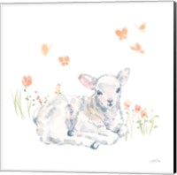 Framed 'Spring Lambs III' border=