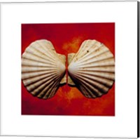 Framed Sea Shells