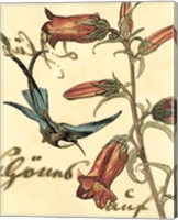 Framed 'Small Hummingbird Reverie I' border=