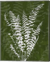 Framed 'Jewel Ferns I' border=