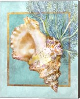 Framed 'Conch Shell and Coral' border=