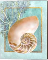 Framed 'Nautilus Shell and Coral' border=