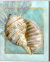 Framed 'Turban Shell and Coral' border=