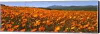 Framed Namaqua Parachute-Daisies flowers in a field, South Africa