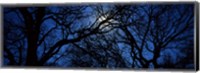 Framed Silhouette of Oak trees, Texas, USA