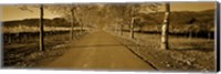 Framed Trees along a road, Beaulieu Vineyard, Rutherford, Napa Valley, Napa, Napa County, California, USA