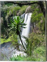 Framed Giant Lobelia in Aberdare National Park, Kenya