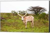 Framed White Ankole-Watusi cattle. Mbarara, Ankole, Uganda.