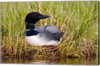 Framed British Columbia, Common Loon bird