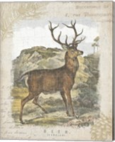 Framed 'Woodland Stag I' border=