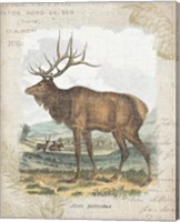 Framed 'Woodland Stag II' border=