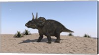 Framed Triceratops Walking across a Barren Landscape 2