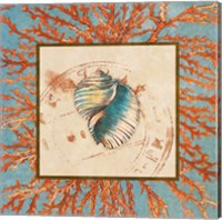 Framed 'Coral Medley Shell I' border=