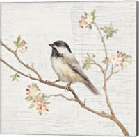 Framed 'Black Capped Chickadee Vintage' border=