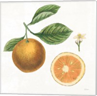 Framed 'Classic Citrus IV' border=