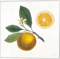 Framed 'Classic Citrus II' border=