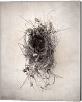 Framed 'Nest II' border=