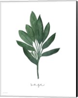 Framed 'Sage Botanical' border=