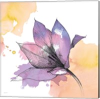 Framed 'Watercolor Graphite Flower IX' border=