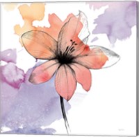 Framed 'Watercolor Graphite Flower II' border=