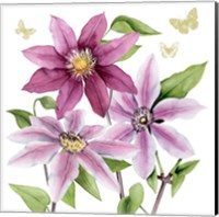 Framed 'Clematis Climb I' border=