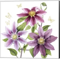 Framed 'Clematis Climb II' border=