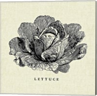 Framed 'Linen Vegetable BW Sketch Lettuce' border=