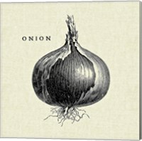 Framed 'Linen Vegetable BW Sketch Onion' border=