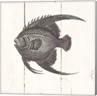 Framed 'Fish Sketches IV Shiplap' border=