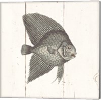 Framed 'Fish Sketches III Shiplap' border=