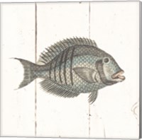 Framed 'Fish Sketches I Shiplap' border=