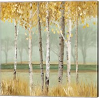 Framed 'Golden Birch' border=