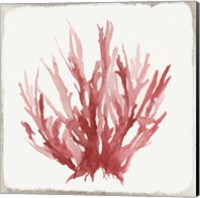 Framed 'Red Coral I' border=