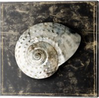 Framed 'Marble Shell Series II' border=