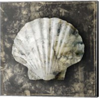 Framed 'Marble Shell Series IV' border=