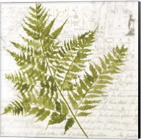 Framed 'Fern I' border=