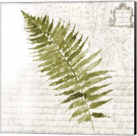 Framed 'Fern II' border=