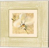 Framed 'Exotic Floral III' border=