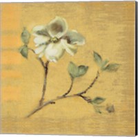 Framed 'Dogwood Blossom on Gold' border=