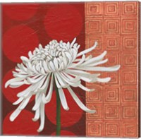 Framed 'Morning Chrysanthemum II' border=