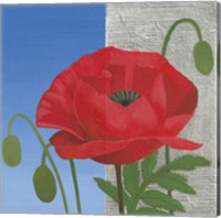 Framed 'Poppy' border=