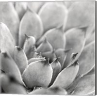 Framed 'Garden Succulent I' border=