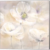 Framed 'White Poppies I' border=