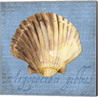 Framed 'Oceanum Shells Blue V' border=