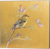 Framed 'Female Goldfinch on Gold' border=