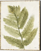 Framed 'Forest Ferns I Antique' border=