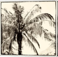 Framed 'Palm Tree Sepia III' border=