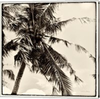 Framed 'Palm Tree Sepia II' border=