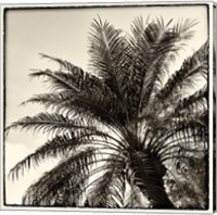 Framed 'Palm Tree Sepia I' border=