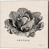 Framed 'Burlap Vegetable BW Sketch Lettuce' border=